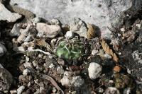 pa_1683_turbinicarpus_panarottoi.jpg