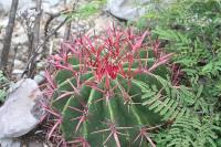 pa_1684_ferocactus_steinesii.jpg