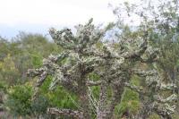 pa_1685_cylindropuntia_imbricata.jpg
