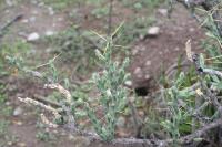 pa_1686_cylindropuntia_kleiniae.jpg