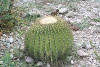 pa_1687_echinocactus_platyacanthus.jpg