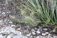 pa_1689_echinocereus_pentalophus.jpg
