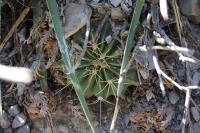 pa_168_ferocactus_echidne.jpg