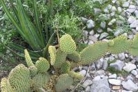 pa_1690_opuntia_microdasys.jpg