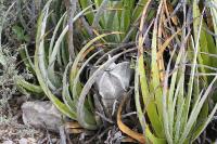 pa_1691_astrophytum_myriostigma_var._columnare.jpg