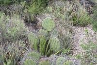 pa_1692_opuntia_sp..jpg