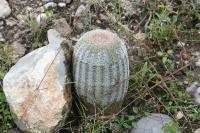 pa_1694_echinocereus_pectinatus.jpg