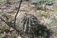 pa_1695_hamatocactus_hamatacanthus.jpg
