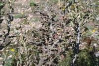pa_1696_cylindropuntia_kleiniae.jpg