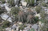 pa_1697_thelocactus_bicolor.jpg