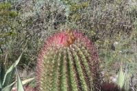 pa_1698_ferocactus_steinesii.jpg