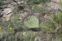 pa_1699_opuntia_sp..jpg