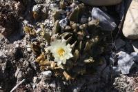 pa_169_ariocarpus_trigonus__lut_.jpg