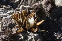 pa_169_ariocarpus_trigonus_b_l_.jpg