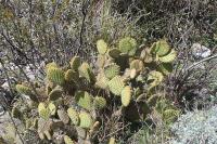 pa_1700_opuntia_microdasys.jpg