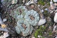 pa_1702_lophophora_williamsii.jpg