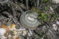 pa_1703_mammillaria_microthele.jpg