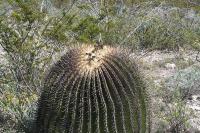 pa_1704_echinocactus_platyacanthus.jpg