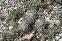 pa_1705_coryphantha_palmeri.jpg