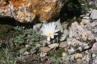 pa_1706_ariocarpus_retusus.jpg