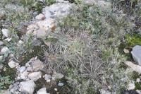 pa_1707_corynopuntia_sp..jpg