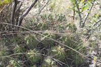 pa_1708_echinocereus_cinerascens_var._tulensis.jpg