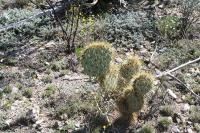 pa_1709_opuntia_sp..jpg
