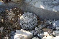 pa_170_mammillaria_formosa.jpg