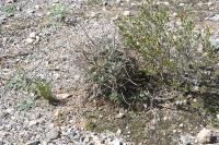 pa_1710_glandulicactus_uncinatus.jpg