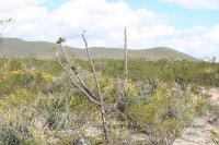 pa_1711_cylindropuntia_imbricata.jpg
