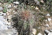 pa_1712_thelocactus_bicolor.jpg