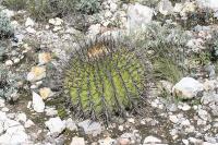 pa_1713_echinocactus_platyacanthus.jpg
