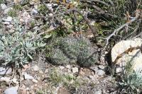 pa_1714_neolloydia_conoidea.jpg