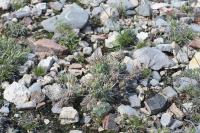 pa_1715_corynopuntia_sp..jpg