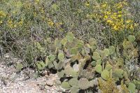 pa_1716_opuntia_microdasys.jpg