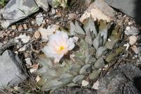 pa_1717_ariocarpus_retusus.jpg
