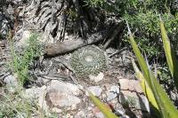pa_1718_mammillaria_microthele.jpg