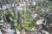 pa_1719_echinocereus_pentalophus.jpg