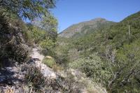 pa_171_echinocactus_platyacanthus.jpg