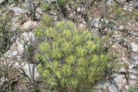 pa_1720_echinocereus_enneacanthus.jpg