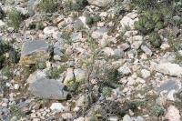 pa_1721_cylindropuntia_kleiniae.jpg