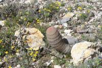 pa_1722_echinocereus_pectinatus.jpg