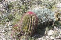 pa_1723_ferocactus_steinesii.jpg
