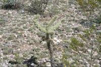 pa_1724_cylindropuntia_imbricata.jpg