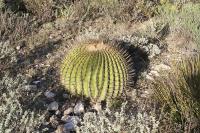 pa_1725_echinocactus_platyacanthus.jpg