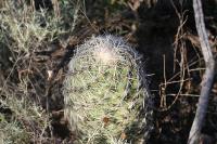 pa_1726_neolloydia_conoidea.jpg