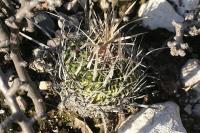pa_1727_echinofossulocactus_erectocentrus.jpg