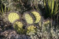 pa_1728_opuntia_sp..jpg