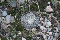 pa_1729_mammillaria_microthele.jpg