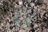 pa_172_echinocactus_horizonthalonius_f._minimus.jpg